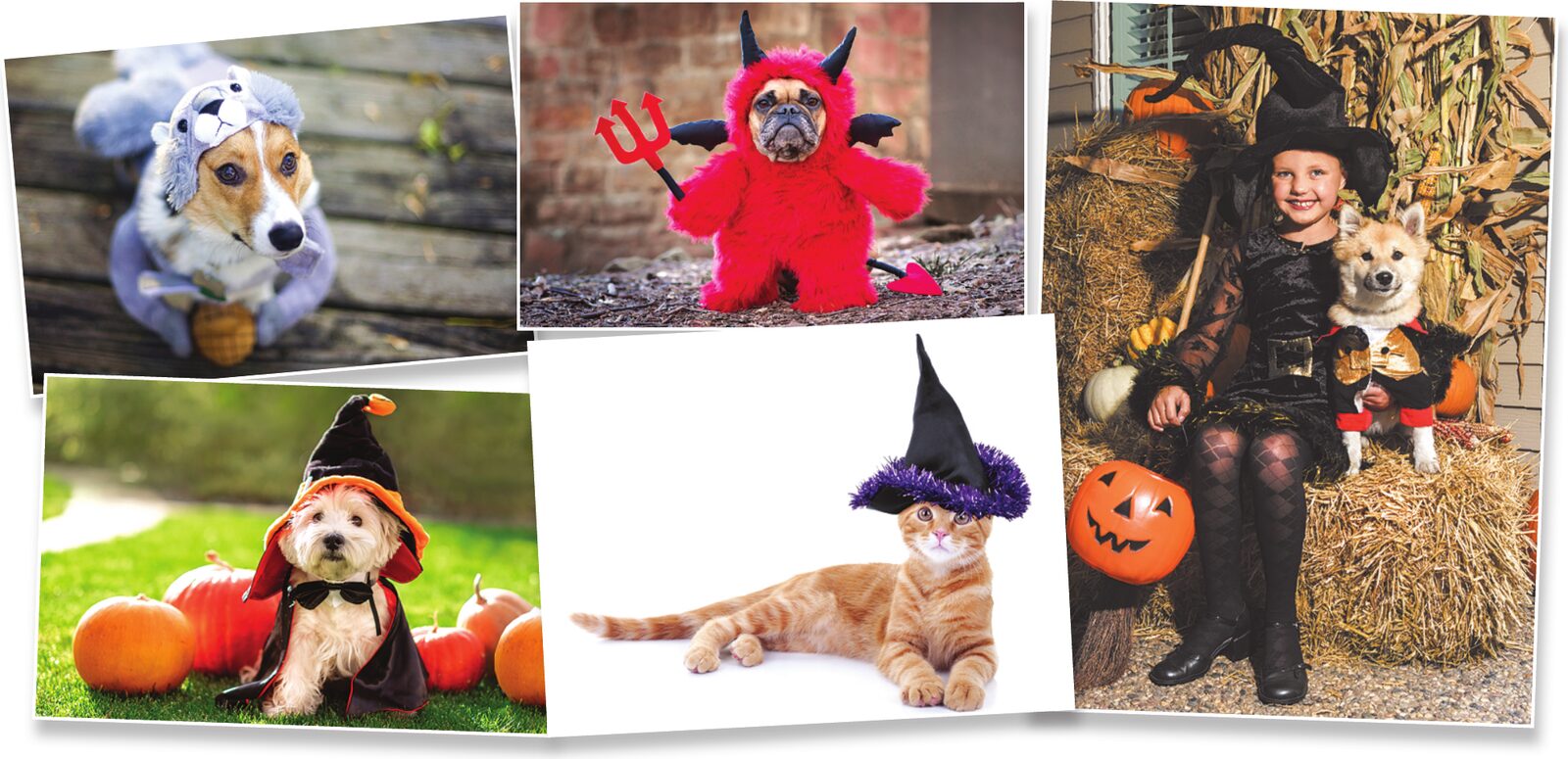 Halloween pet costume photos